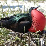 Hello Frigatebird!