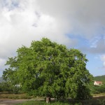 Valley Church, tree in front of rock
