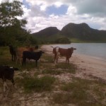 Happy cows