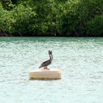 Almost happy Pelican