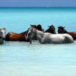 Happy horses